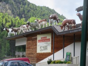 Mhhm lecker. Die Tiroler Schaukäserei in Kirchdorf lädt zu einer Rast ein Mhhm lecker. Die Tiroler Schaukäserei in Kirchdorf lädt zu einer Rast ein