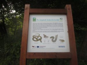 Schlangen Teil 1: beim Wandern an der Berounka sollte acht gegeben werden auf die hiesige Schlangenwelt!