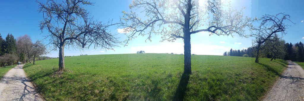 Grüne Wiese, blauer Himmel, die Sonne scheint: so macht das Wandern im Hörschbachtal Spaß!