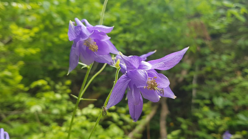 Violette Blumen am Wanderweg