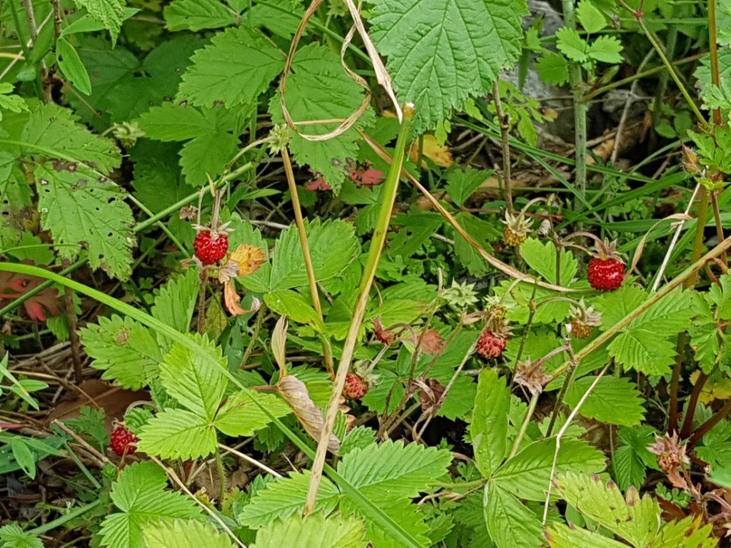 Erdbeeren am Wanderweg