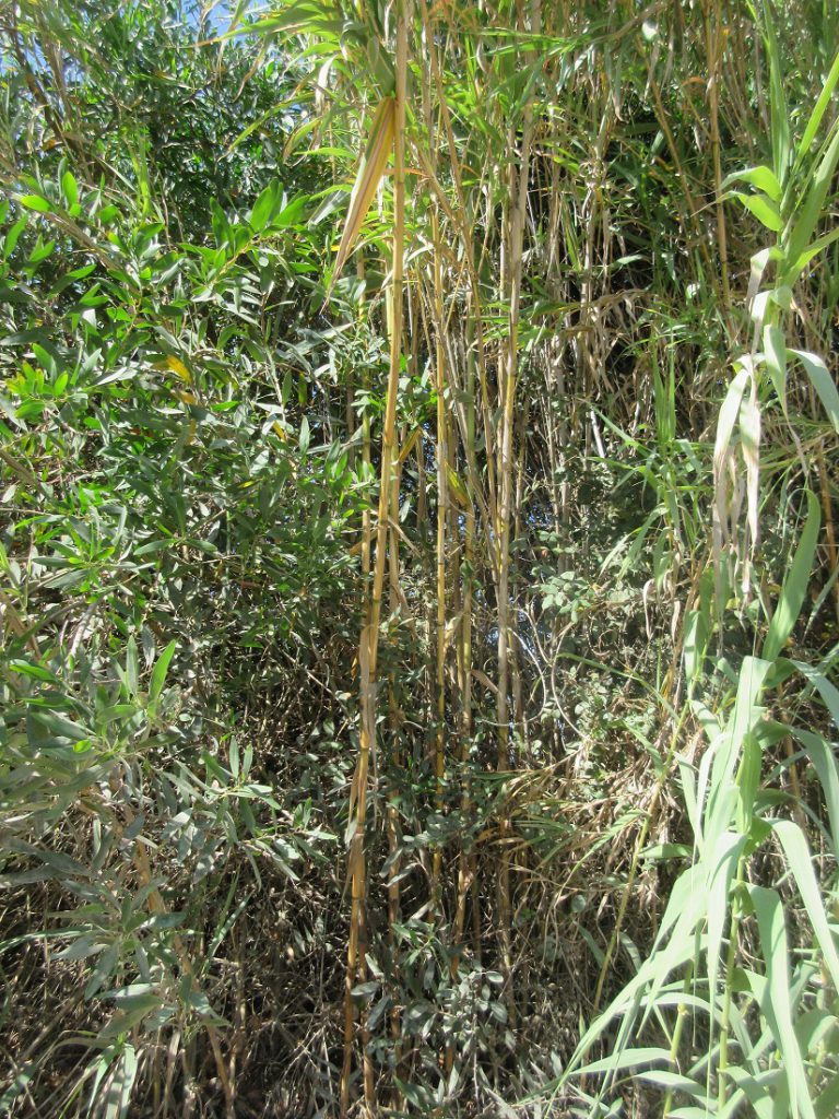 Bambussträucher