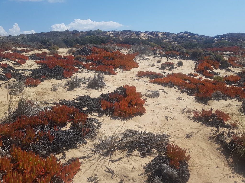 Sandlandschaft mit roten Pflanzen
