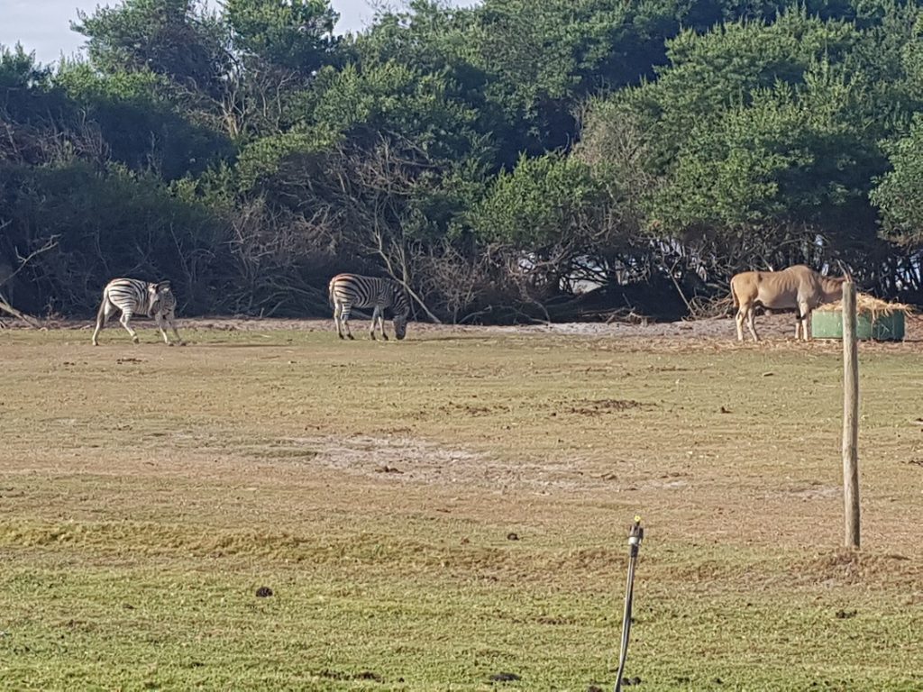 Zebras auf Wiese auf dem Fishermans Trail