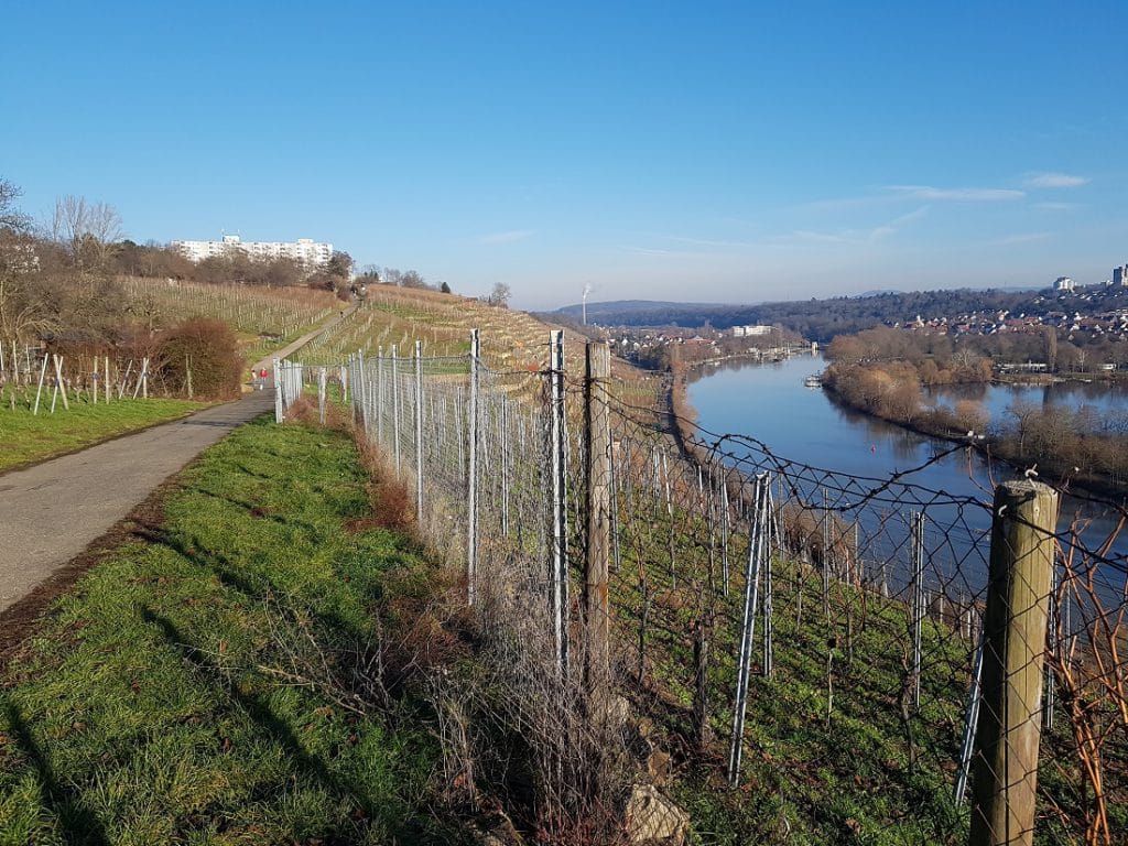 Wanderweg durch Weinberge entlang des Neckar