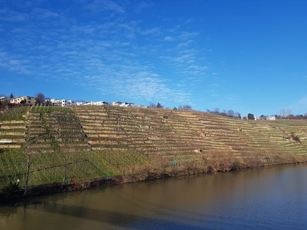 Blick auf die Weinterrassen am Neckar
