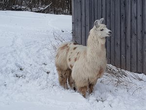 Mit Alpakas wandern? Ein tolles Weihnachtsgeschenk!