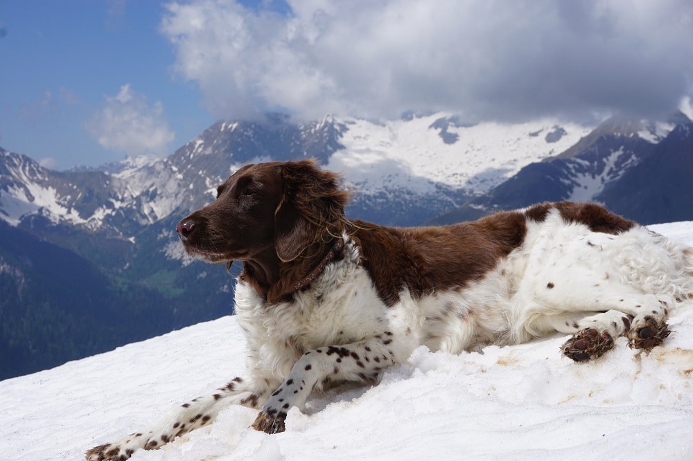 Hund in verschneiten Bergen
