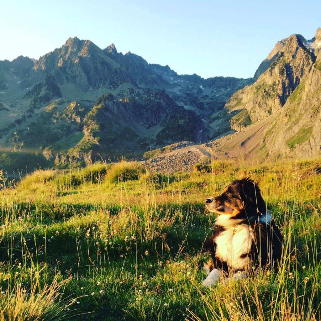 Hund in den Bergen