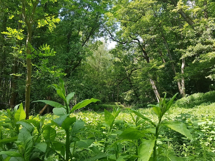 Urwaldartige Pflanzen im Donauwald