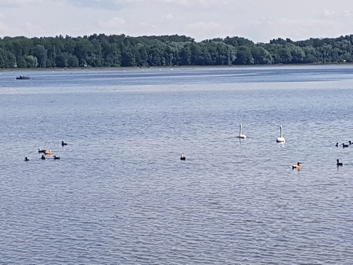 Wasservögel am Flaiminger Stausee
