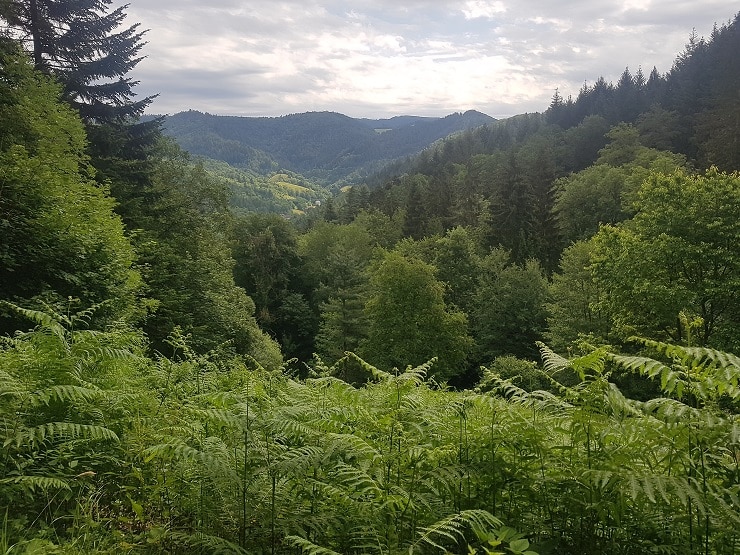 Aussicht auf den Schwarzwald