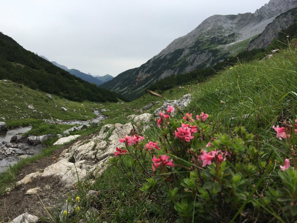 Blumen in den Bergen
