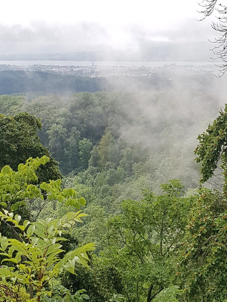 Nebelschwaden über Waldgebiet