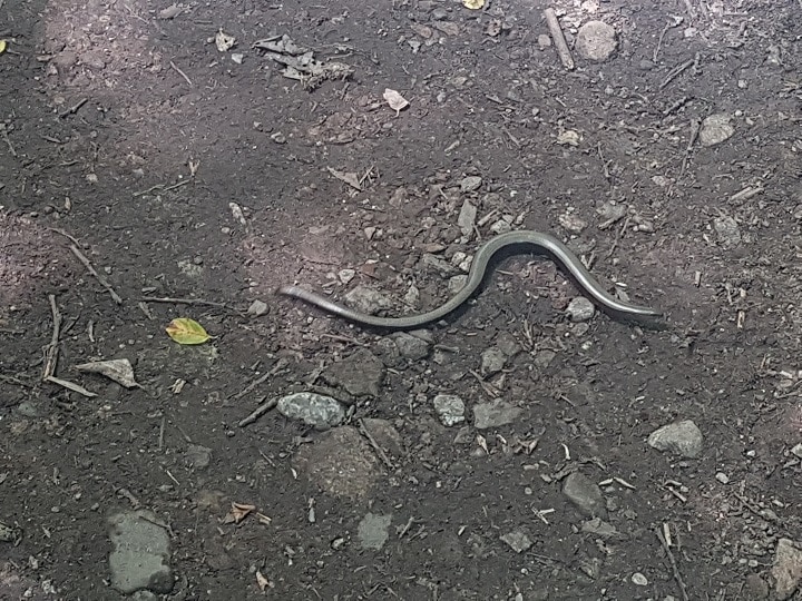 Schlange auf dem Wanderweg