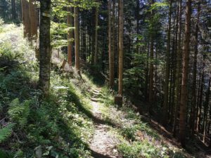 Wanderweg durch Wald