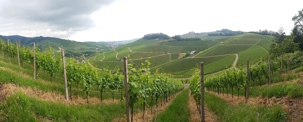 Panoramablick auf die Weinberge von Durbach