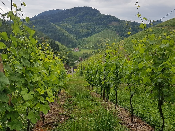 Blick hinab auf die Weinberge in Durbach