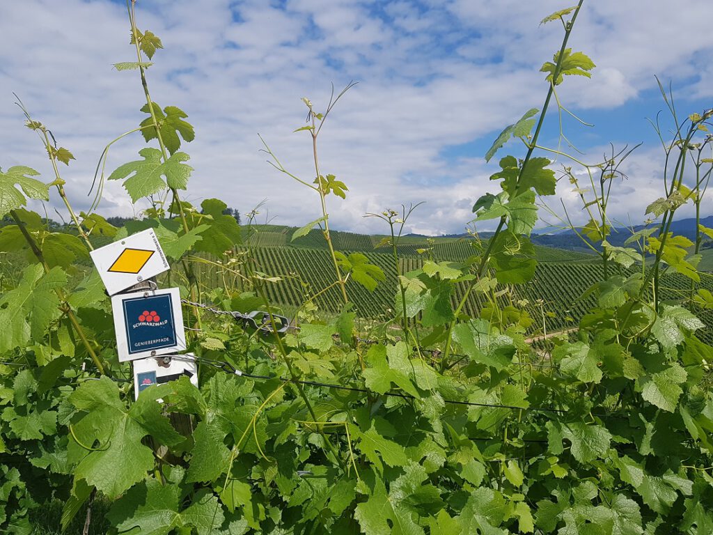 Wegmarkierung Durbacher Weinpanorama in Weinbergen