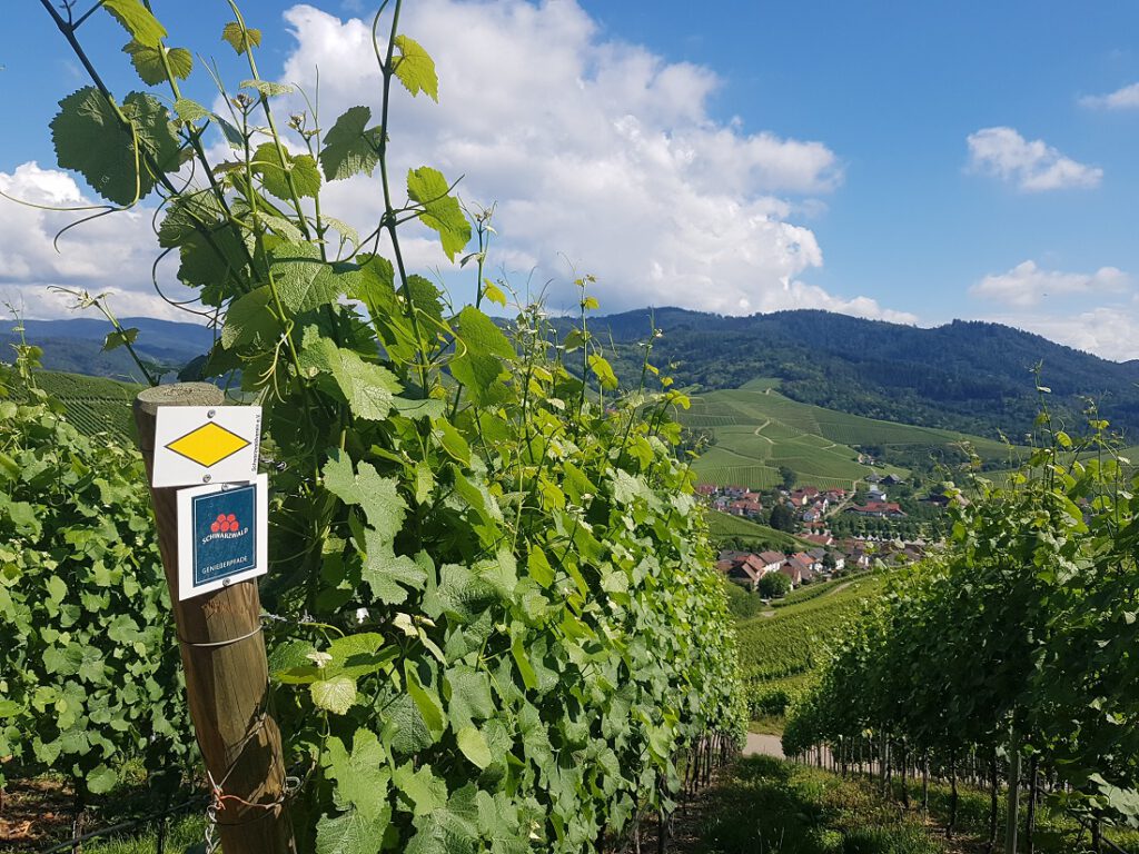 Wegmarkierung Durbacher Weinpanorama im Schwarzwald