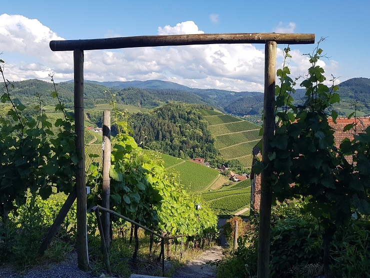 Weinberge auf dem Durbacher Weinpanorama