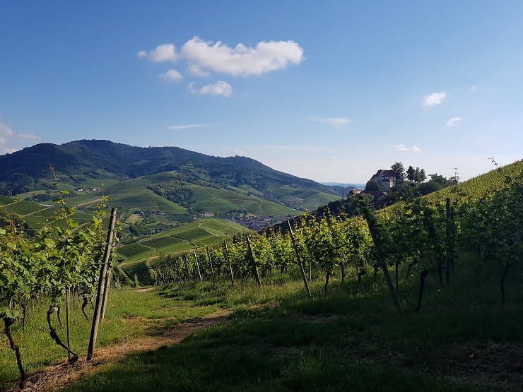 Blick über die Weinberge auf das Schloss Staufenberg