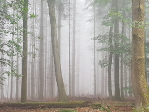 Mystischer Nebel im Wald