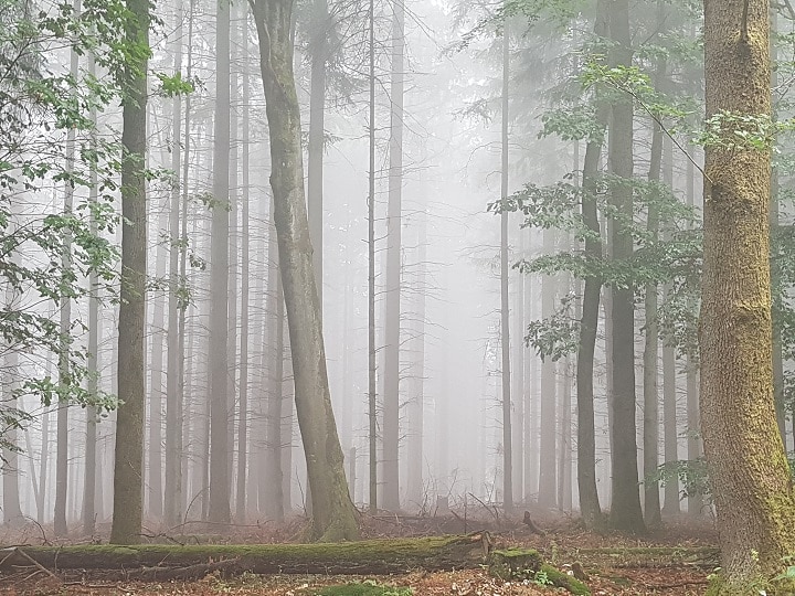 Mystischer Nebel im Wald beim Wandern vom Mosel Camino