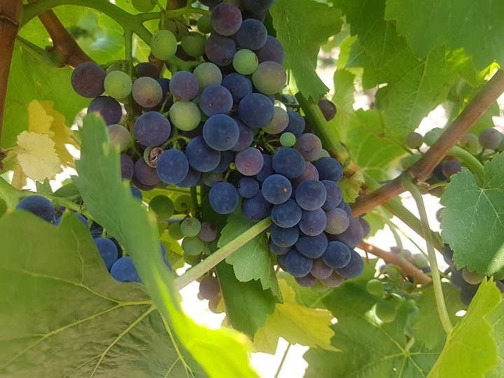 Blaue Weintrauben an Weinreben beim Wandern vom Mosel Camino