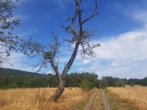 Kahler Baum am Wanderweg