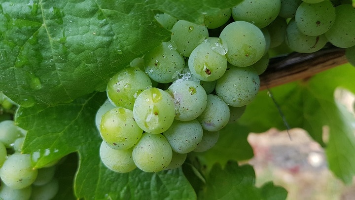 Grüne Weintrauben mit Regentropfen