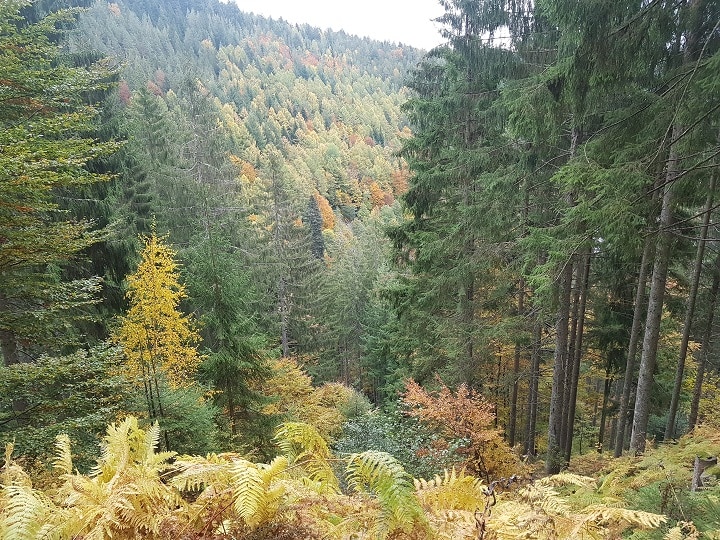 Schwarzwaldtannen auf dem Sankenbachsteig in typischen Herbstfarben