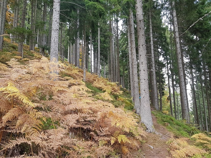 Bäume und Farne beim Wandern auf dem Sankenbachsteig