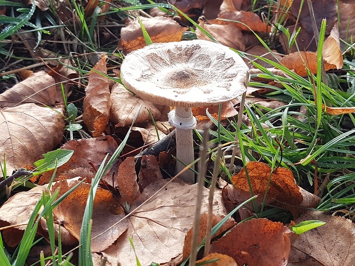 Pilz im Herbst