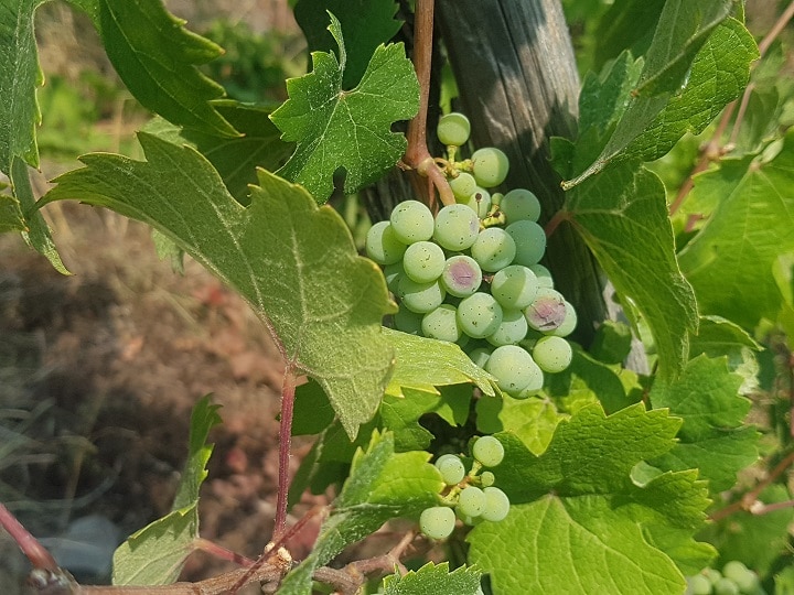 Grüne Weintrauben in Alken