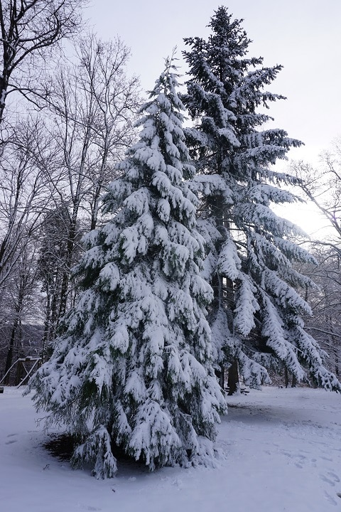 Schneebedeckte Tanne im Wald