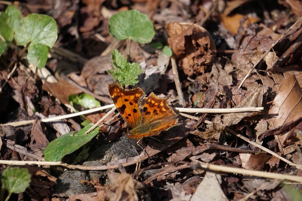 Roter Schmetterling sitzt auf Waldboden