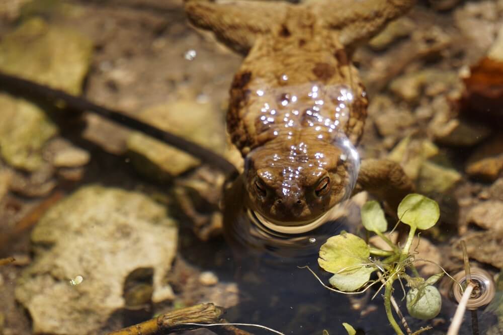 Frosch im Teich in Nahaufnahme