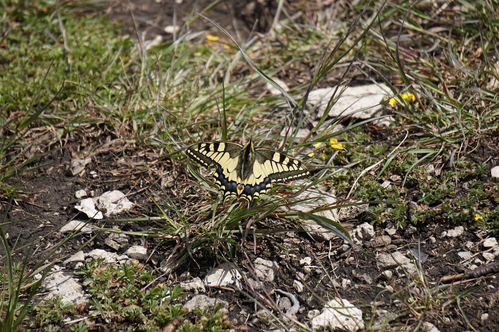 Gelb-schwarzer Schmetterling auf Wiese