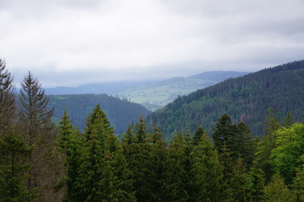 Aussicht Schwarzwald
