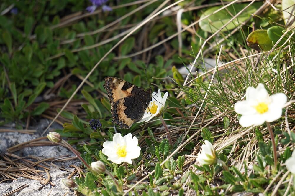 Schmetterling auf Blume am Wanderweg