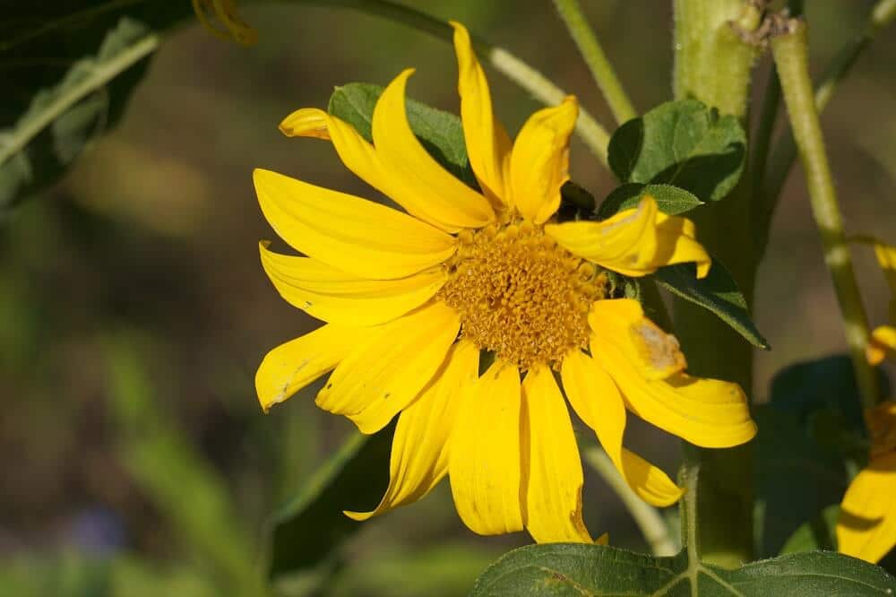 Gelbe Blume am Wanderweg