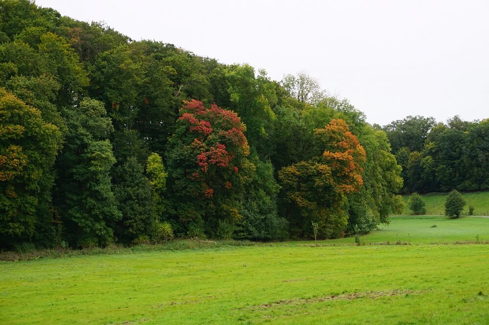 Bäume am Wegrand in Herbstfarben