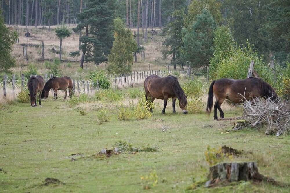 Mehrere Pferde in der Wistinghauser Senne