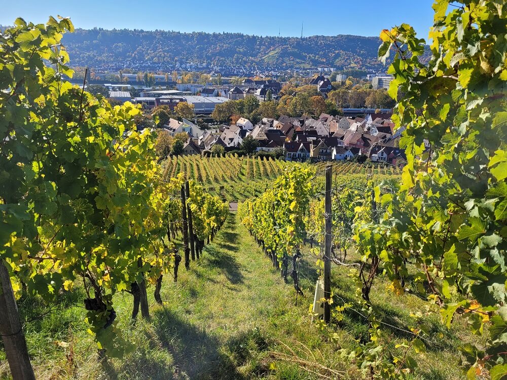 Blick durch die Weinstöcke auf die Wangener Höhe beim Wandern auf dem Stuttgarter Weinwanderweg
