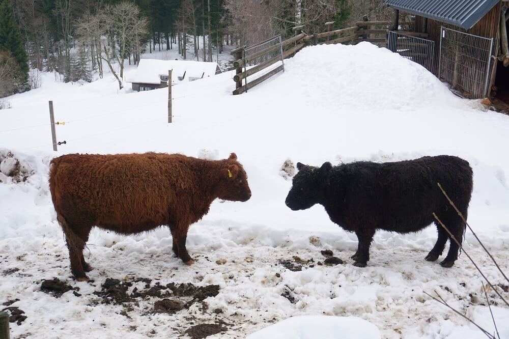 Zwei Rinder stehen sich gegenüber