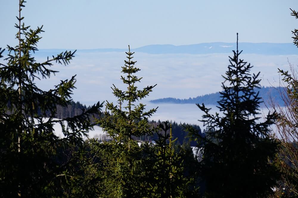 Nebeldecke hinter Schwarzwaldtannen