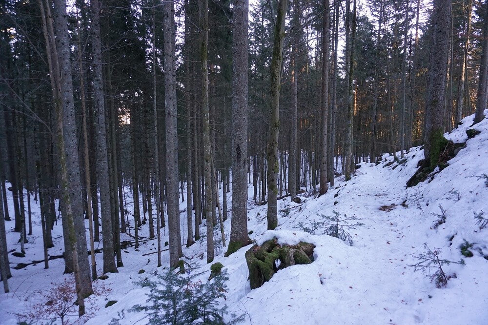 Verschneiter Säbelthomaweg im Wald