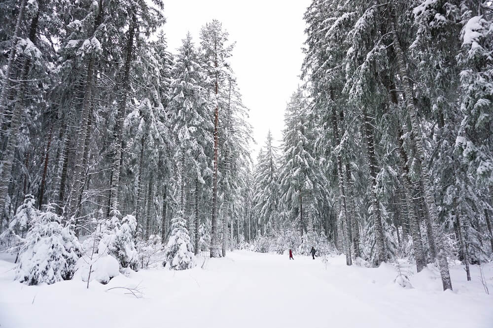 Winter Wonderland Kniebis im Schwarzwald