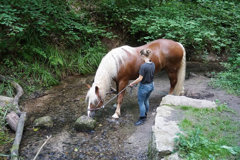 Pferd mit Reiterin am Rohrbach